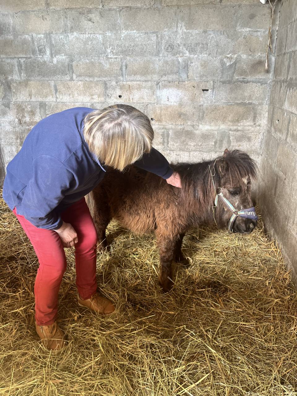 Puck d&rsquo;Alix 70 cm Shetland PP
