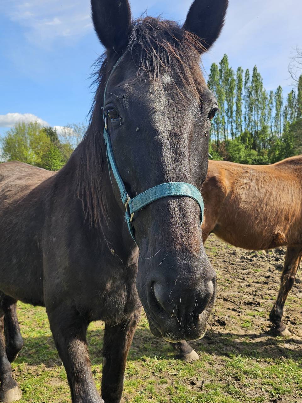 Trotteur Fran&ccedil;ais 
