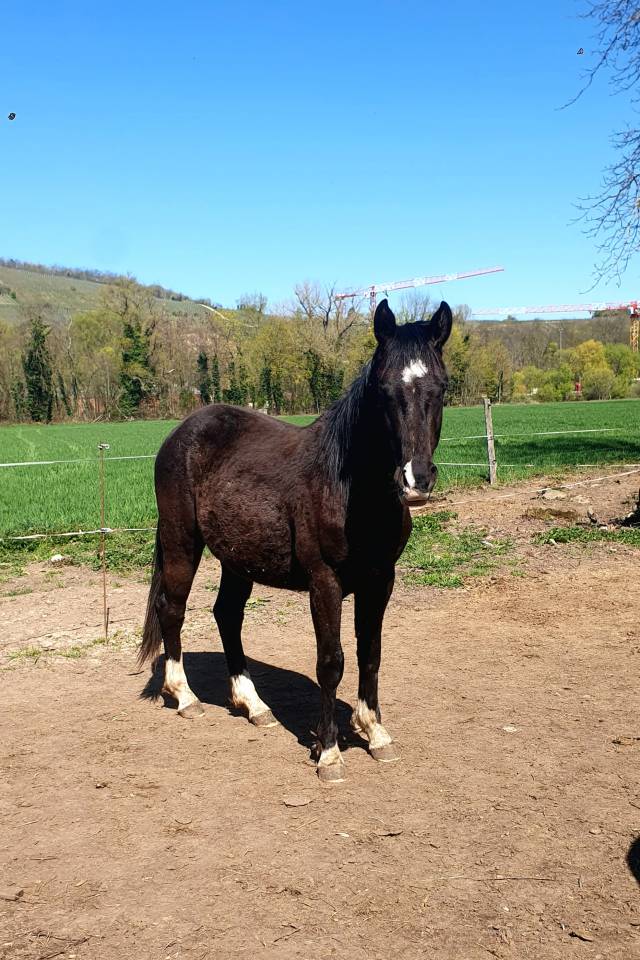 Selle francais noir de 2024