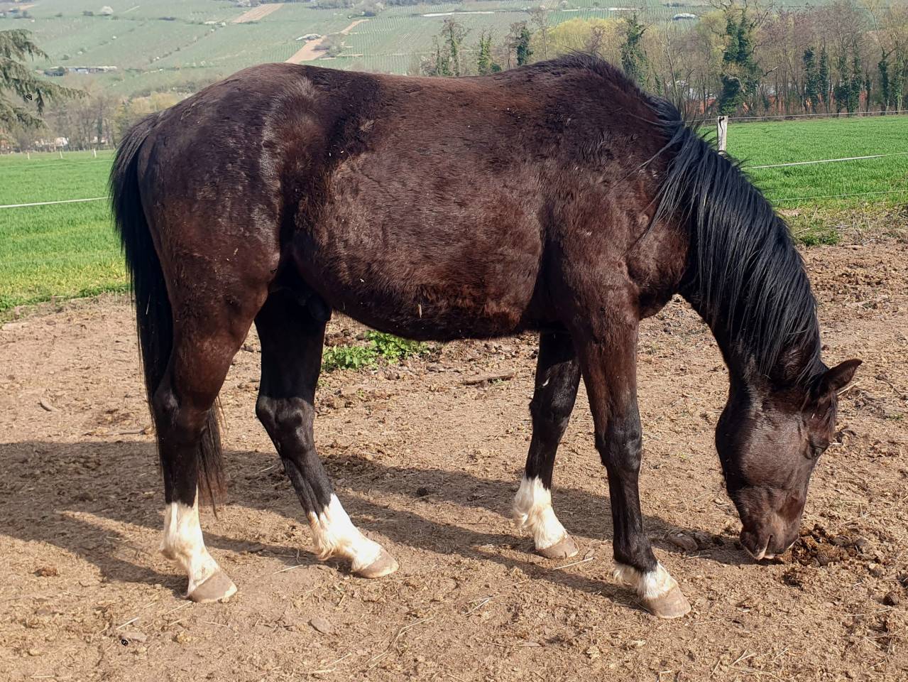 Selle francais noir de 2024