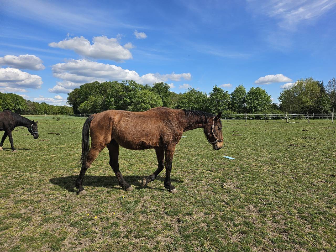 Trotteur Fran&ccedil;ais 