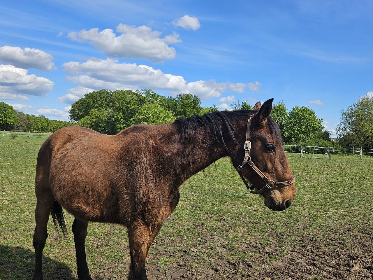 Trotteur Fran&ccedil;ais 