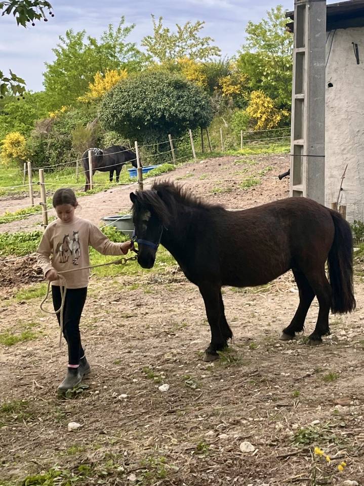 ➡️ Super poney ONCP hongre 4 ans &ndash; mont&eacute;, bon mental