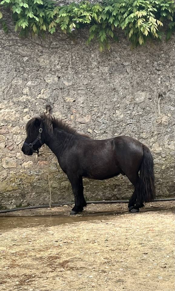 ➡️ Super poney ONCP hongre 4 ans &ndash; mont&eacute;, bon mental
