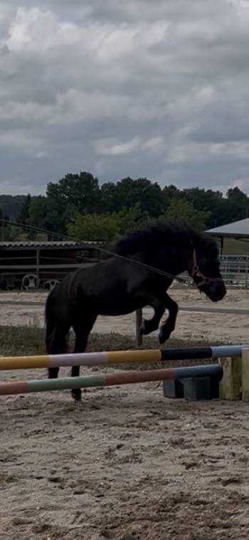 Ponette 1m00 &ndash; id&eacute;ale enfant &ndash; mont&eacute;e et saute