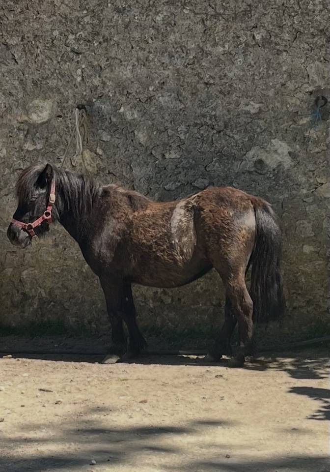 Ponette 1m00 &ndash; id&eacute;ale enfant &ndash; mont&eacute;e et saute