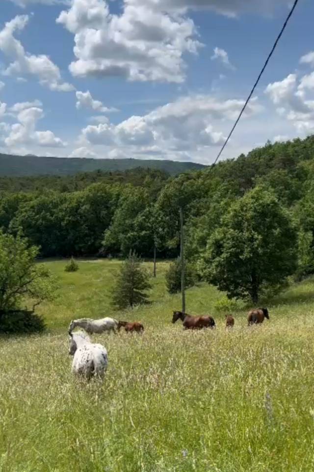 Pension chevaux au pr&eacute; 