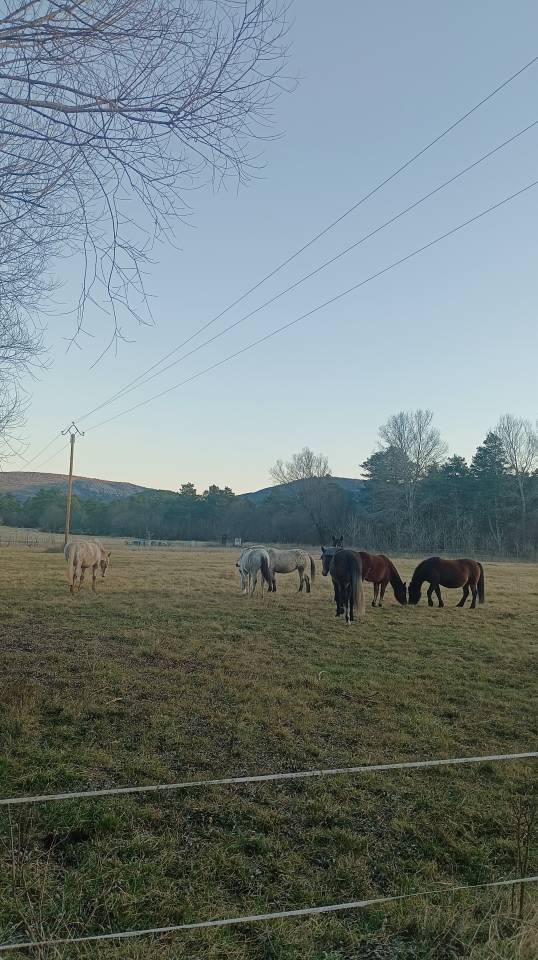 Pension chevaux au pr&eacute; 