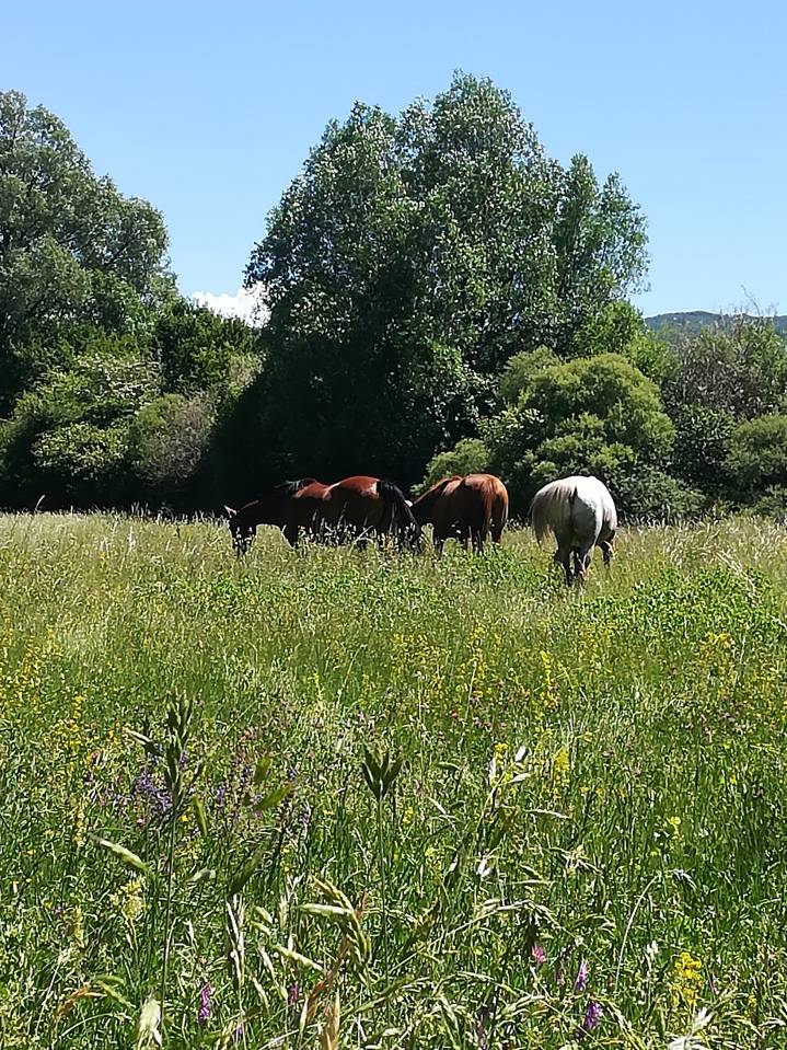 Pension chevaux au pr&eacute; 