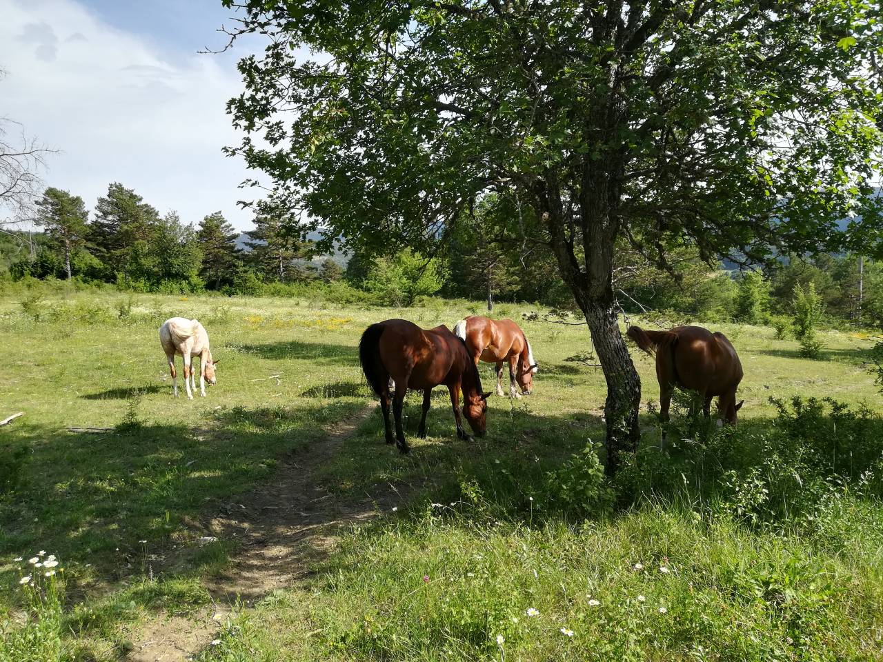 Pension chevaux au pr&eacute; 