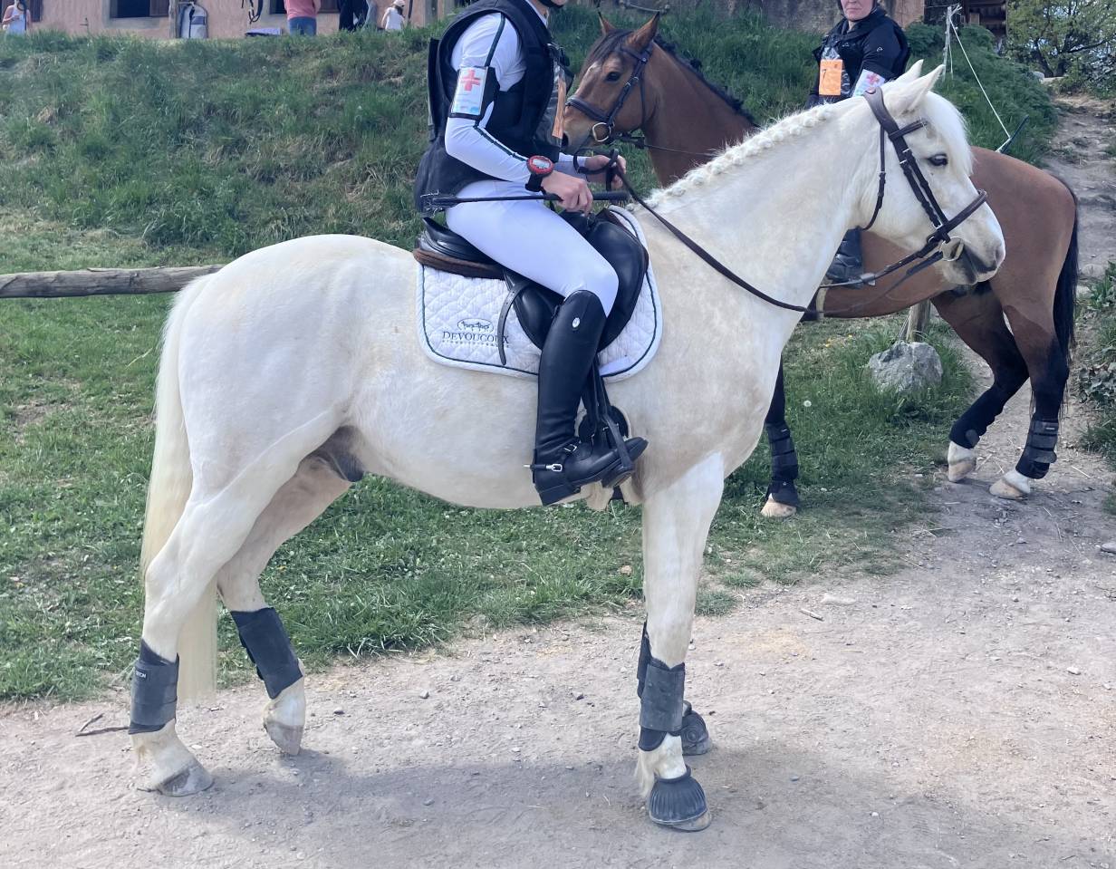 Poney PFS taille D pour CCE
