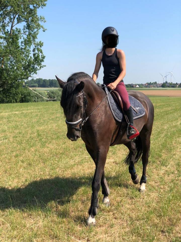 Hongre PRE (pure race Espagnol) 7 ans 