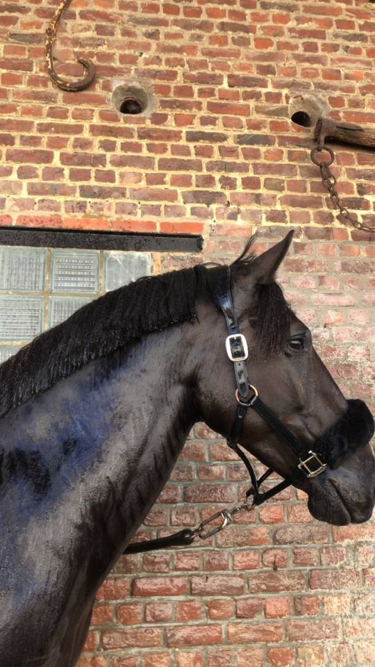 Hongre PRE (pure race Espagnol) 7 ans 