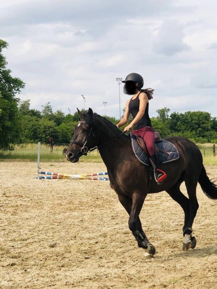 Hongre PRE (pure race Espagnol) 7 ans 