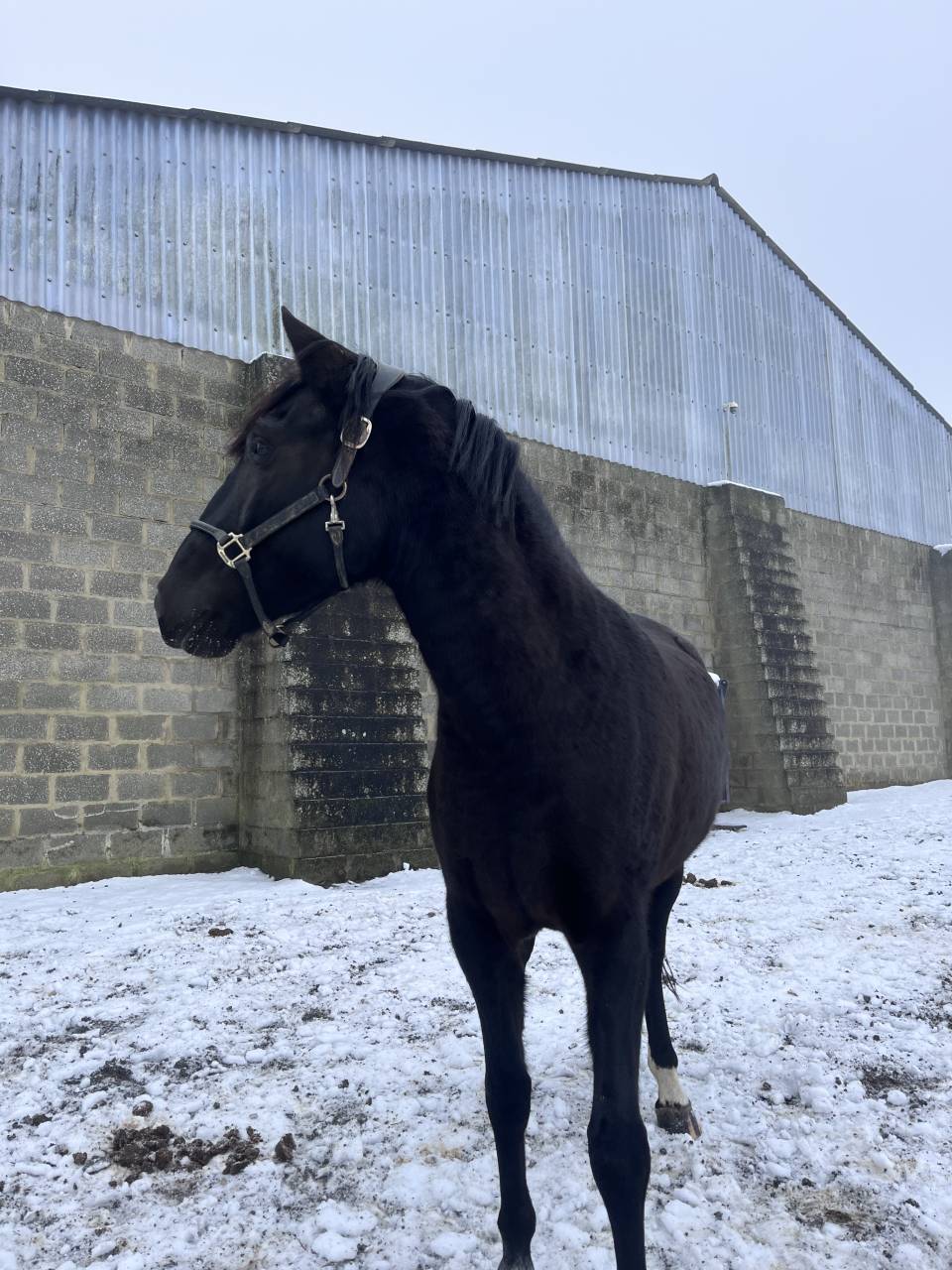 Hongre PRE (pure race Espagnol) 7 ans 