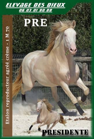 POULAIN DE 24 MOiS PURE RACE ESPAGNOL 