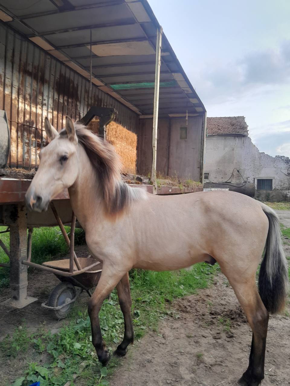 POULAIN DE 24 MOiS PURE RACE ESPAGNOL 