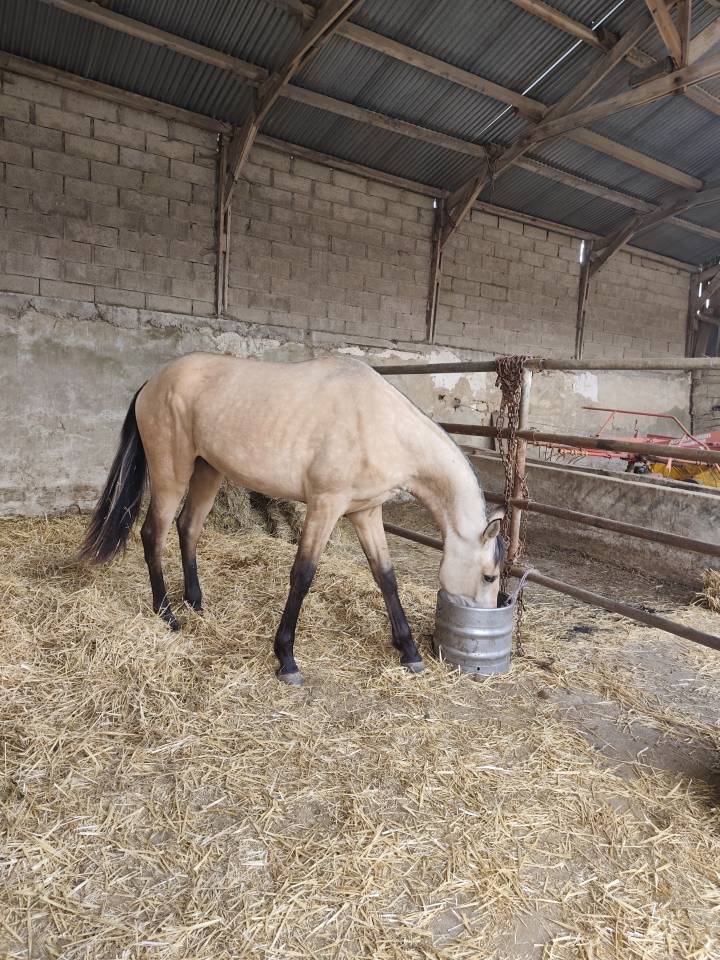 POULAIN DE 24 MOiS PURE RACE ESPAGNOL 
