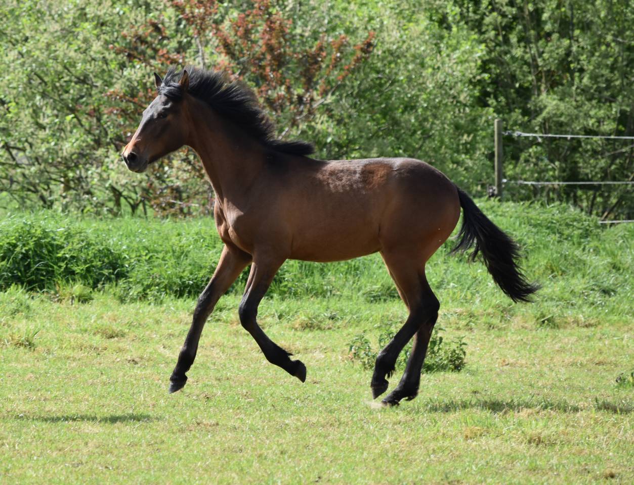 Poulain PRE bai 1 an