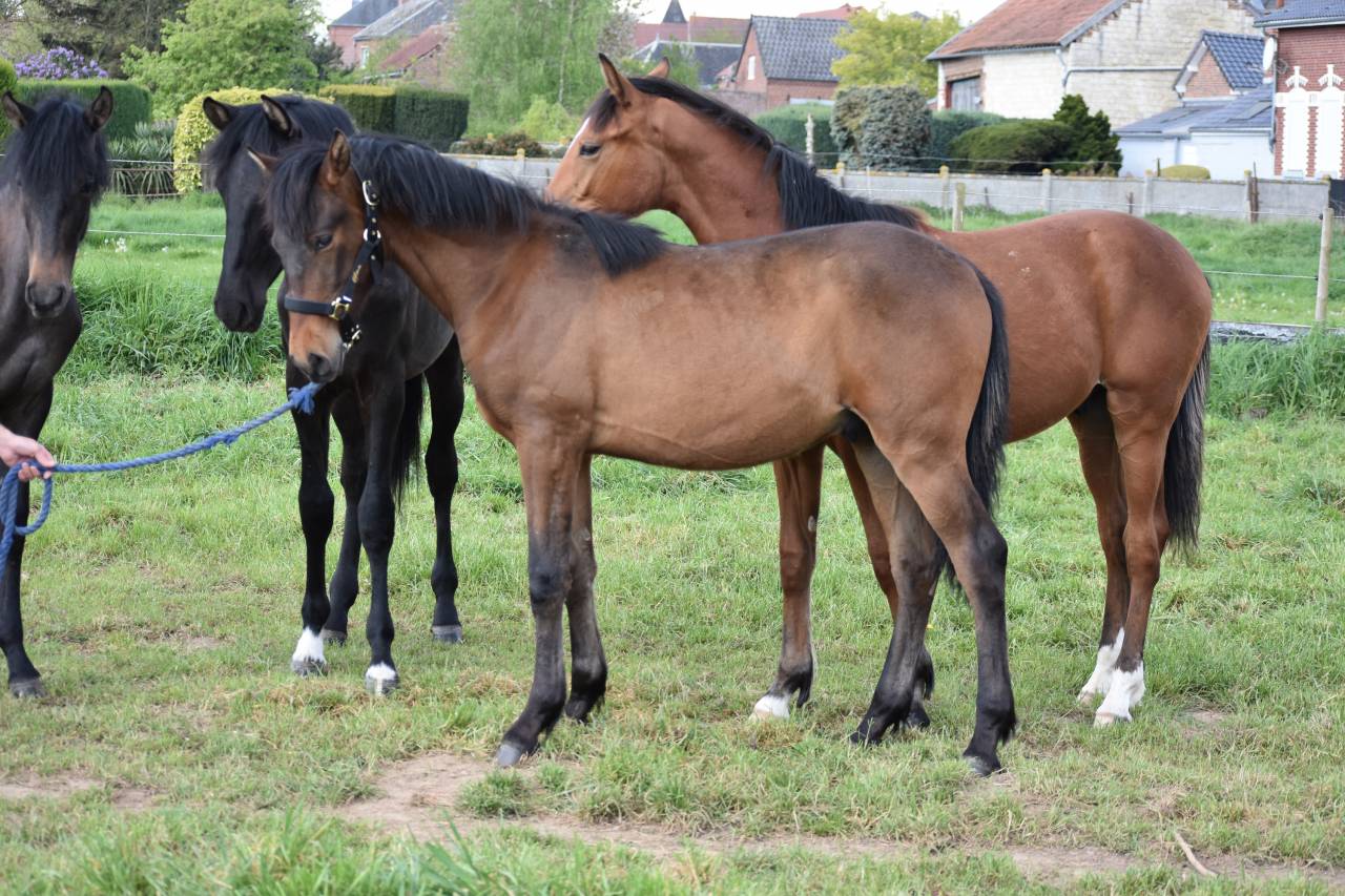 Poulain PRE bai 1 an