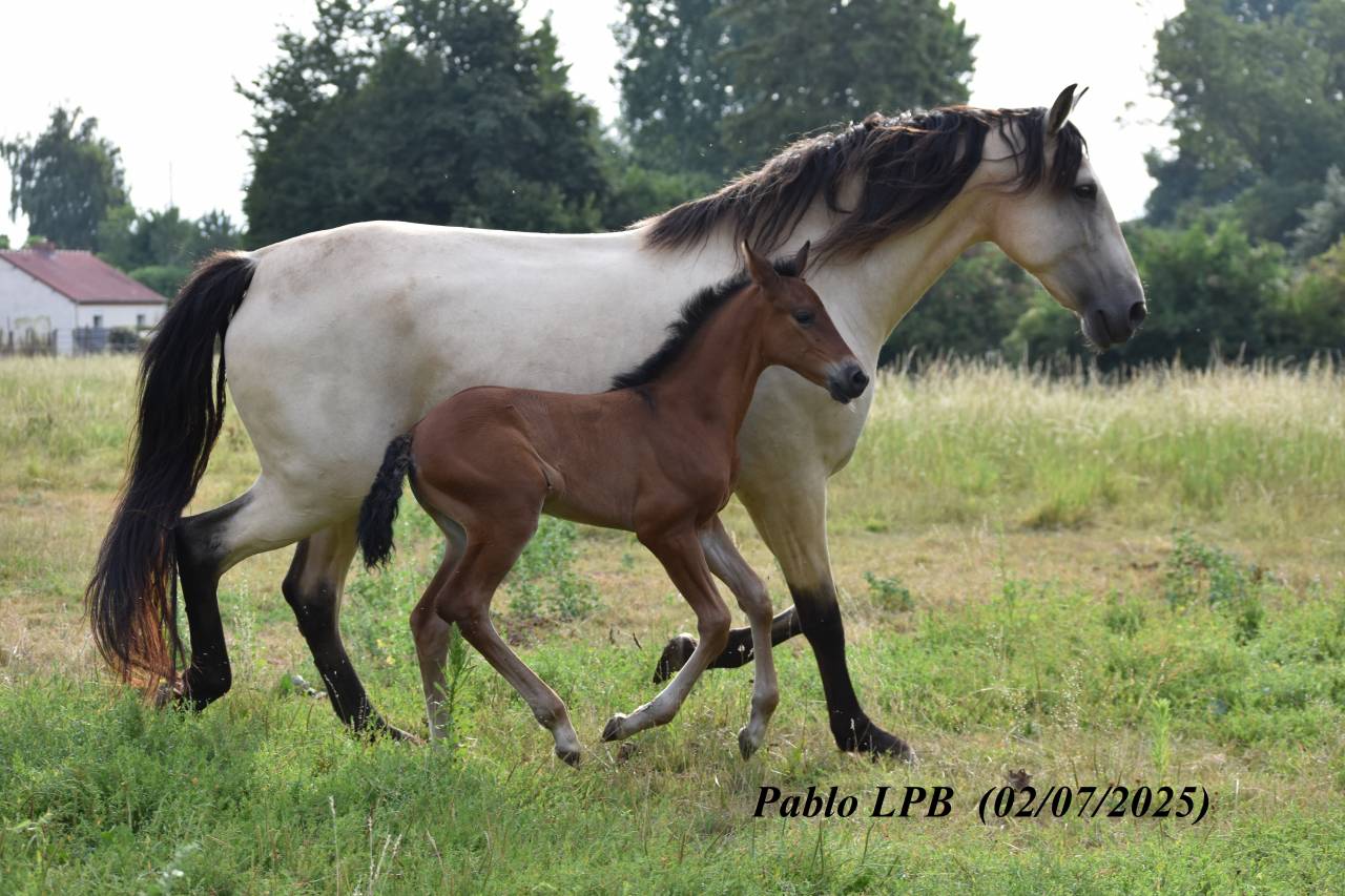 Poulain PRE bai 1 an