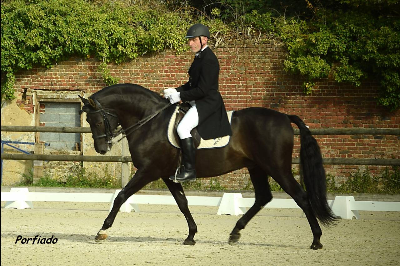 Poulain PRE bai 1 an