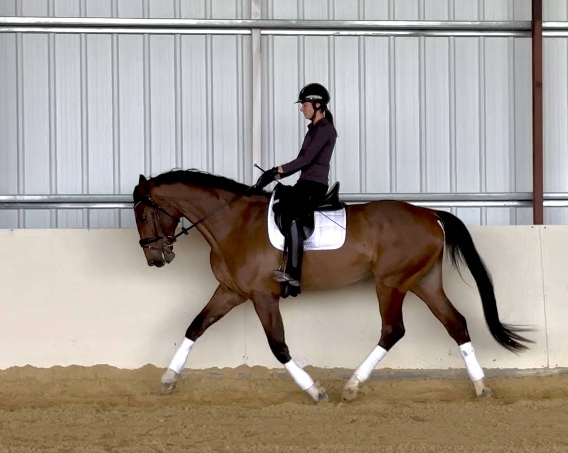 Hongre Selle Fran&ccedil;ais 