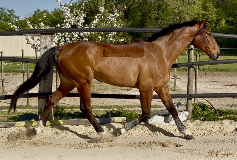 Hongre Selle Fran&ccedil;ais 