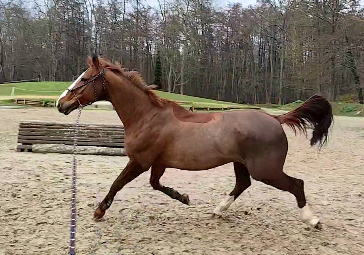 A vendre jument dressage 