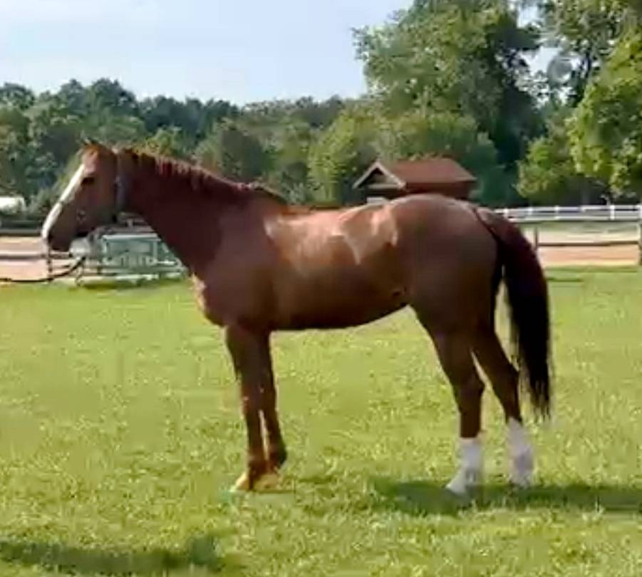 A vendre jument dressage 