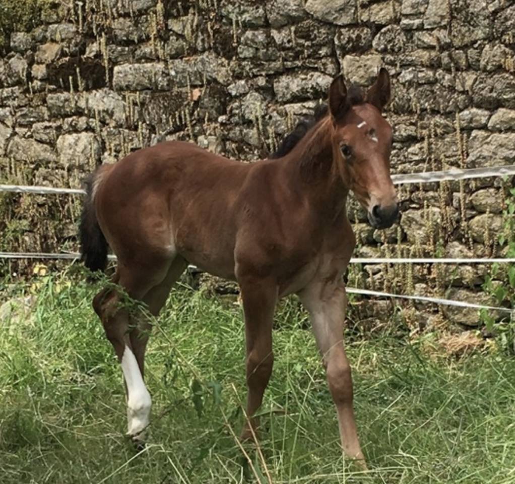 Jolly mood de lessac - 7 ans pour amateur 1 et elite