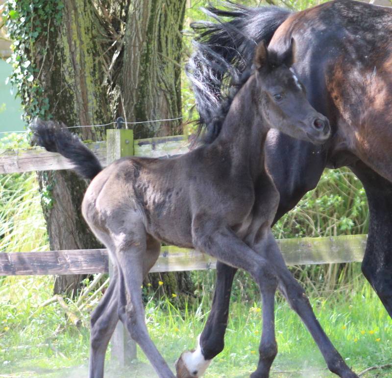 Pouliche Noire 2026 Avalon Prima