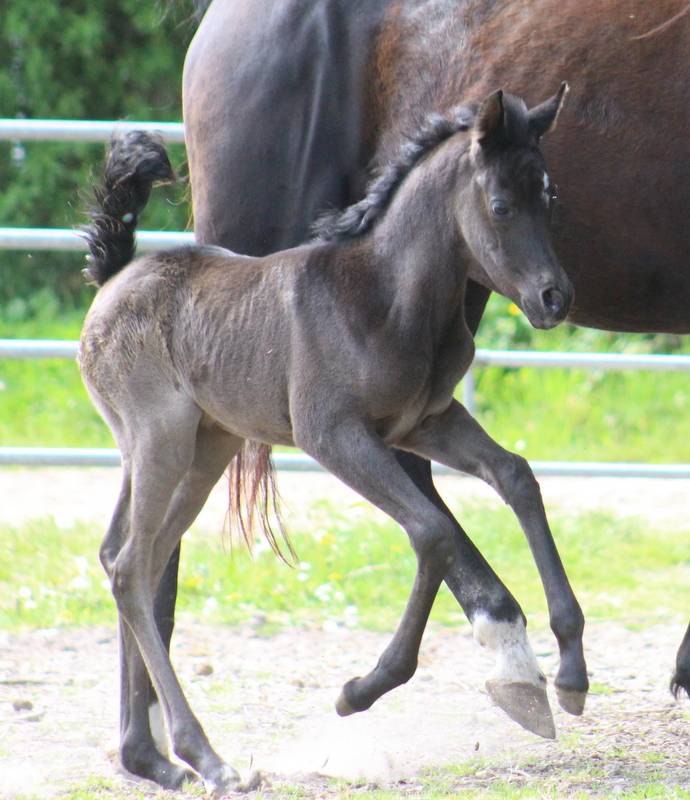 Pouliche Noire 2026 Avalon Prima