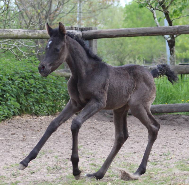 Pouliche Noire 2026 Avalon Prima