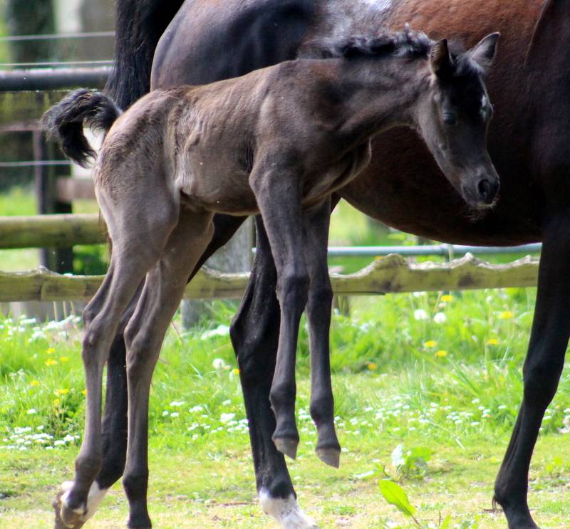 Pouliche Noire 2026 Avalon Prima