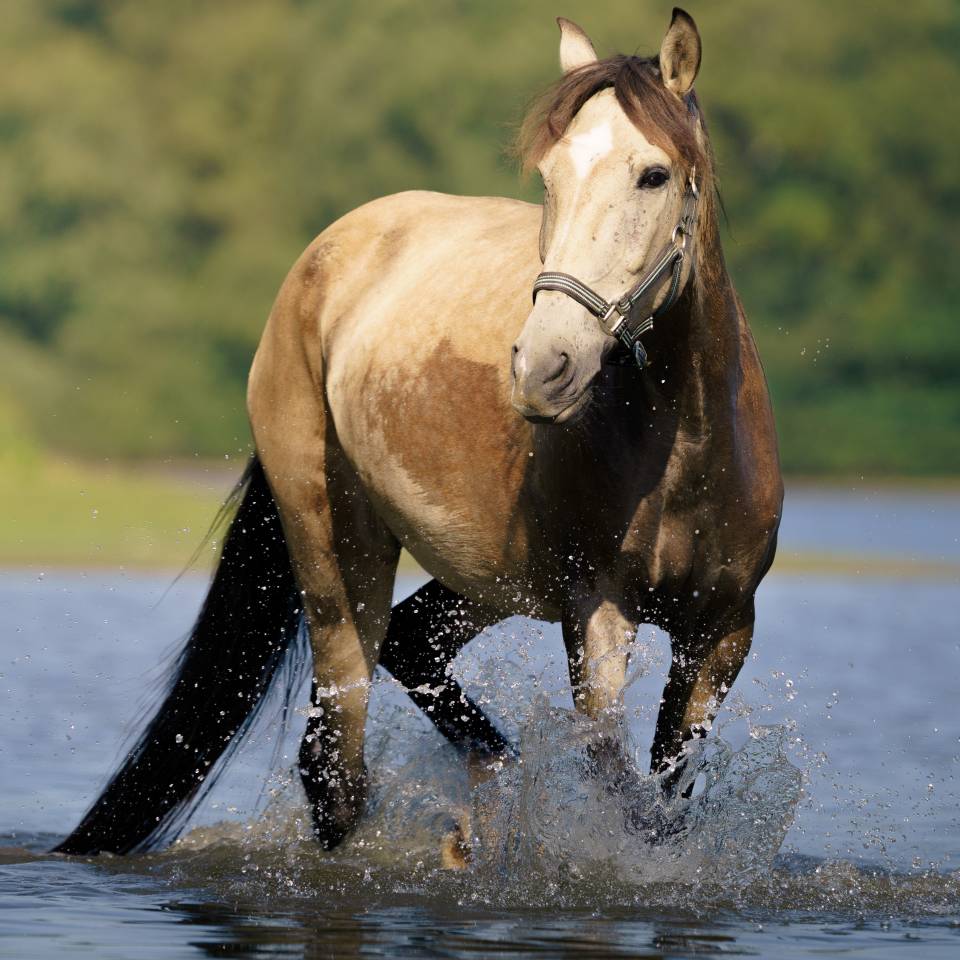 Jument ib&eacute;rique isabelle fum&eacute; 12 ans
