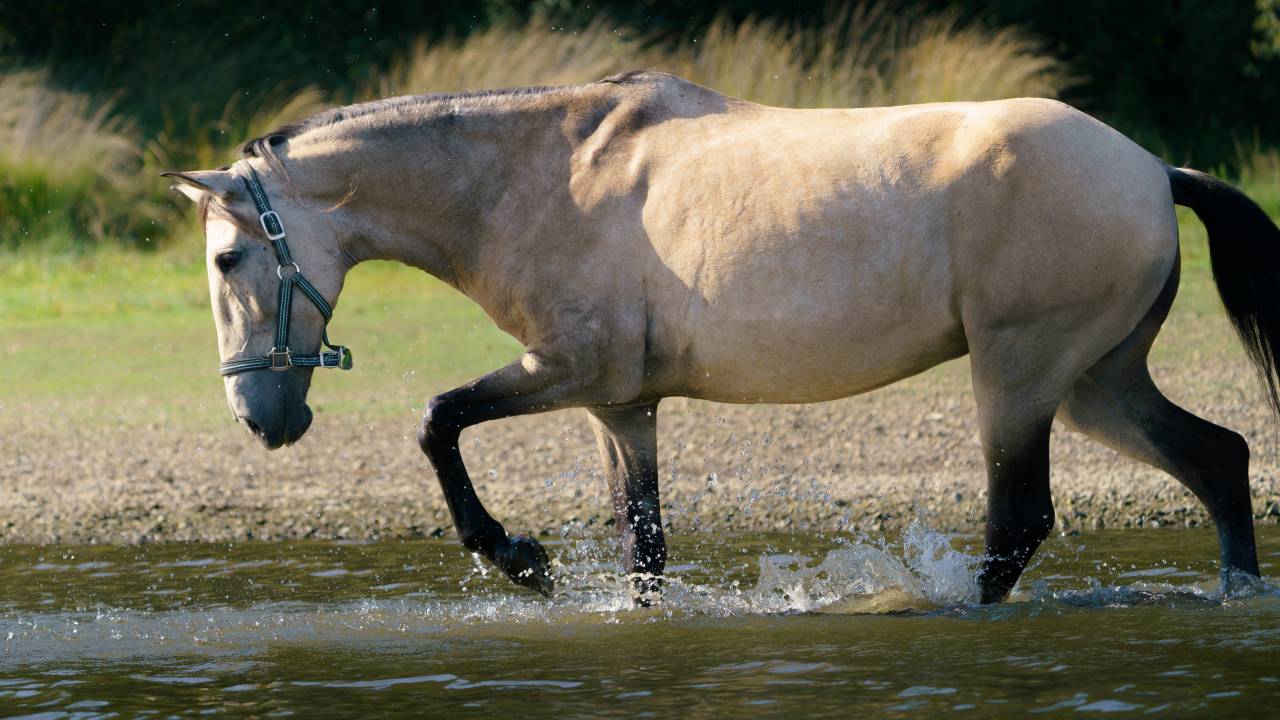 Jument ib&eacute;rique isabelle fum&eacute; 12 ans