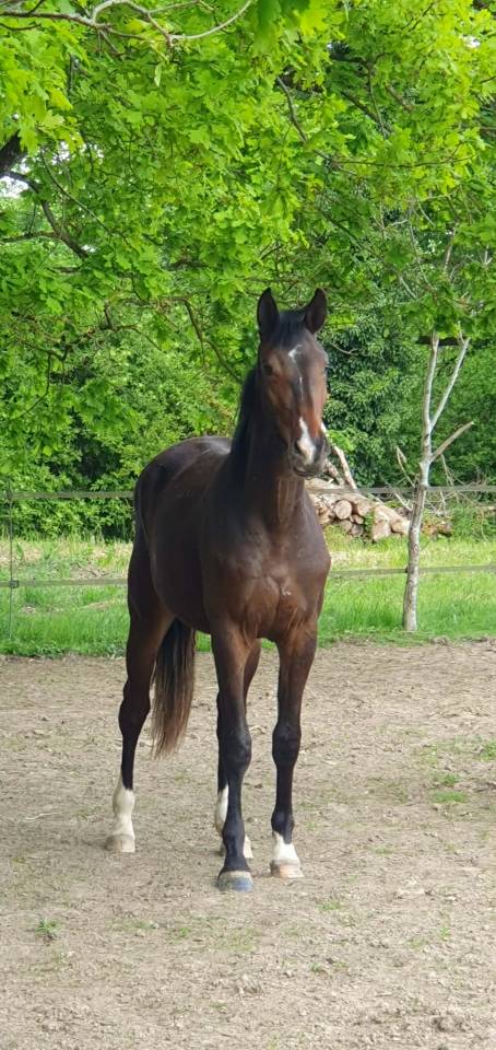 Pouliche Oldenbourg - 2 ans - origines dressage