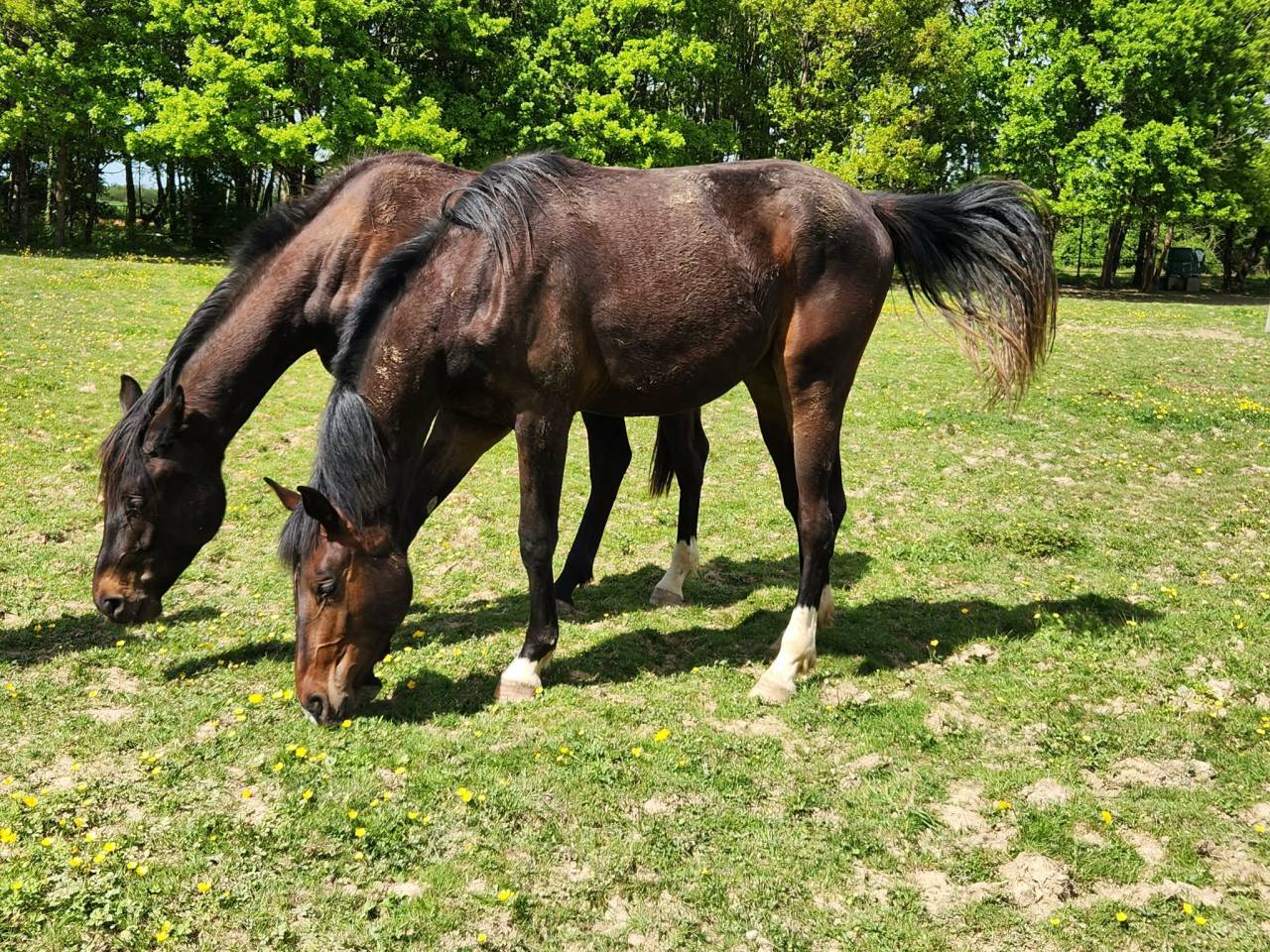 Pouliche Oldenbourg - 2 ans - origines dressage