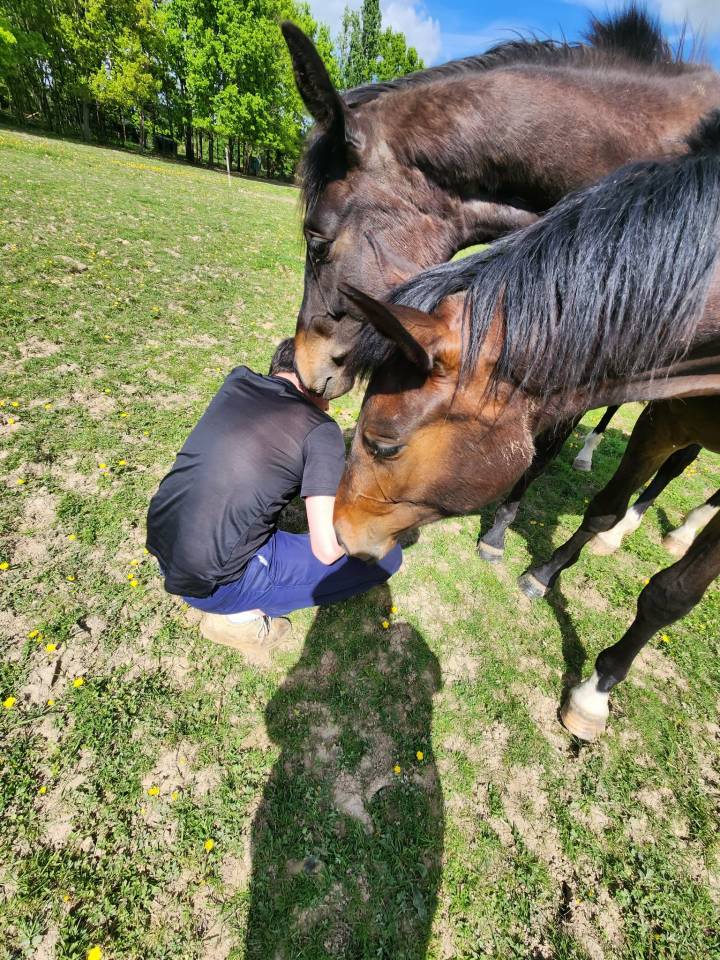 Pouliche Oldenbourg - 2 ans - origines dressage