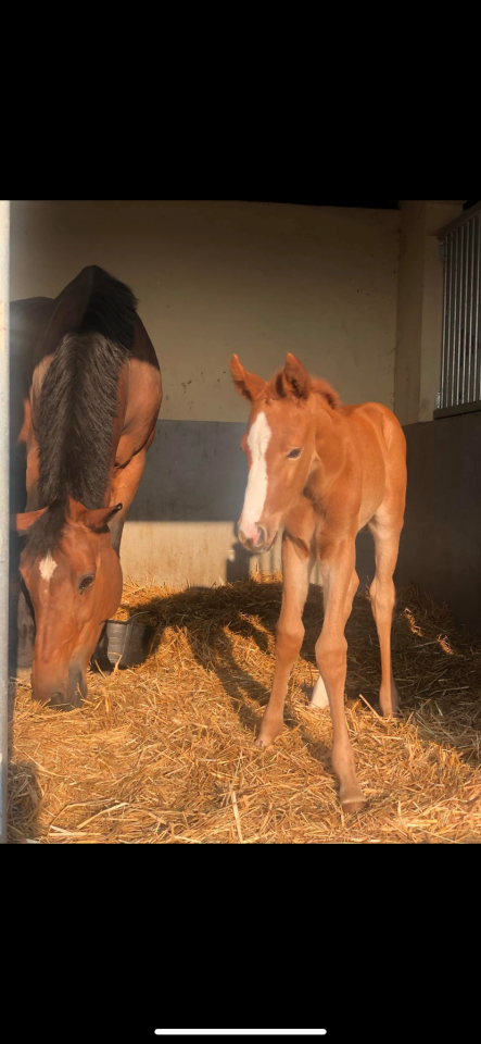 JUMENT Selle Fran&ccedil;ais 