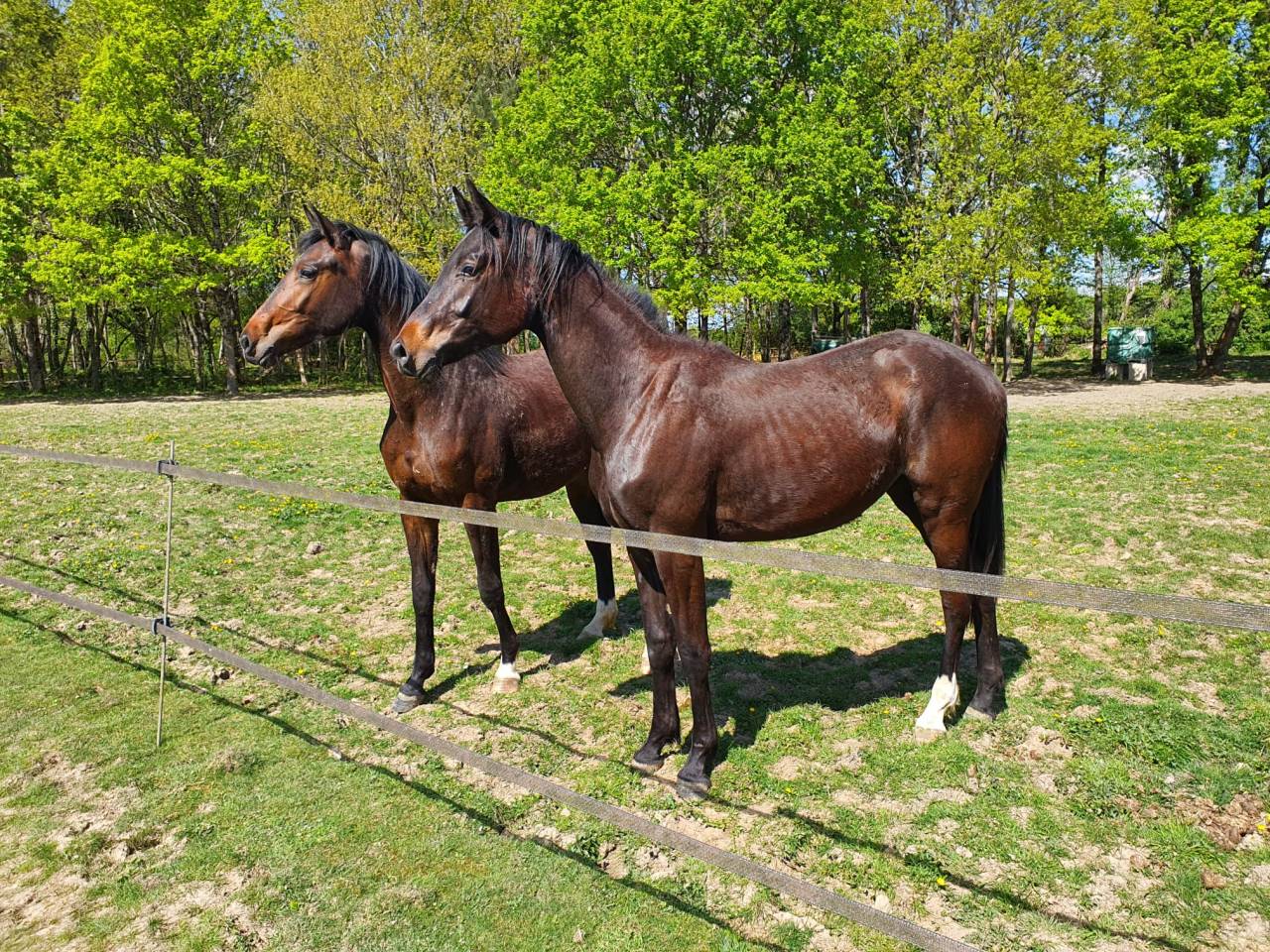Pouliche PP Hanovrien - 2 ans - origines dressage