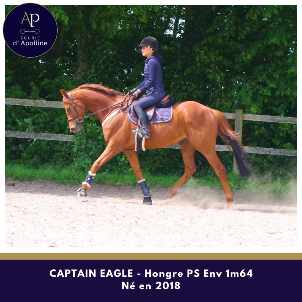 Magnifique hongre env 1m64