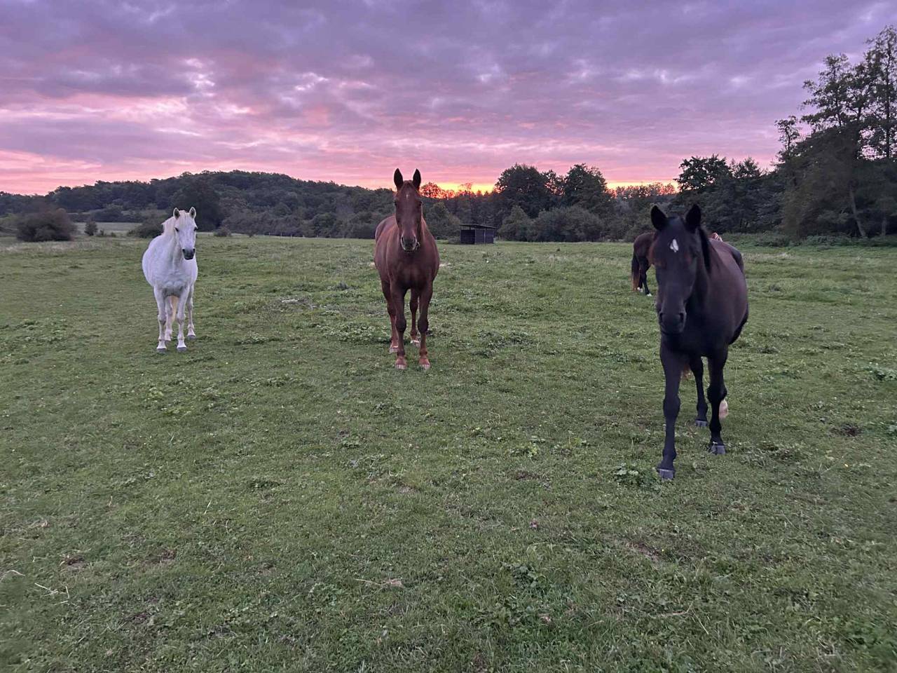 Pension chevaux - Ecurie les pr&eacute;s neufs - 70400 