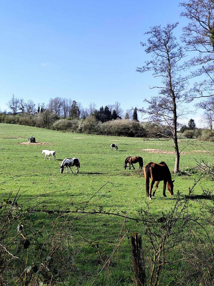 Pension chevaux - Ecurie les pr&eacute;s neufs - 70400 
