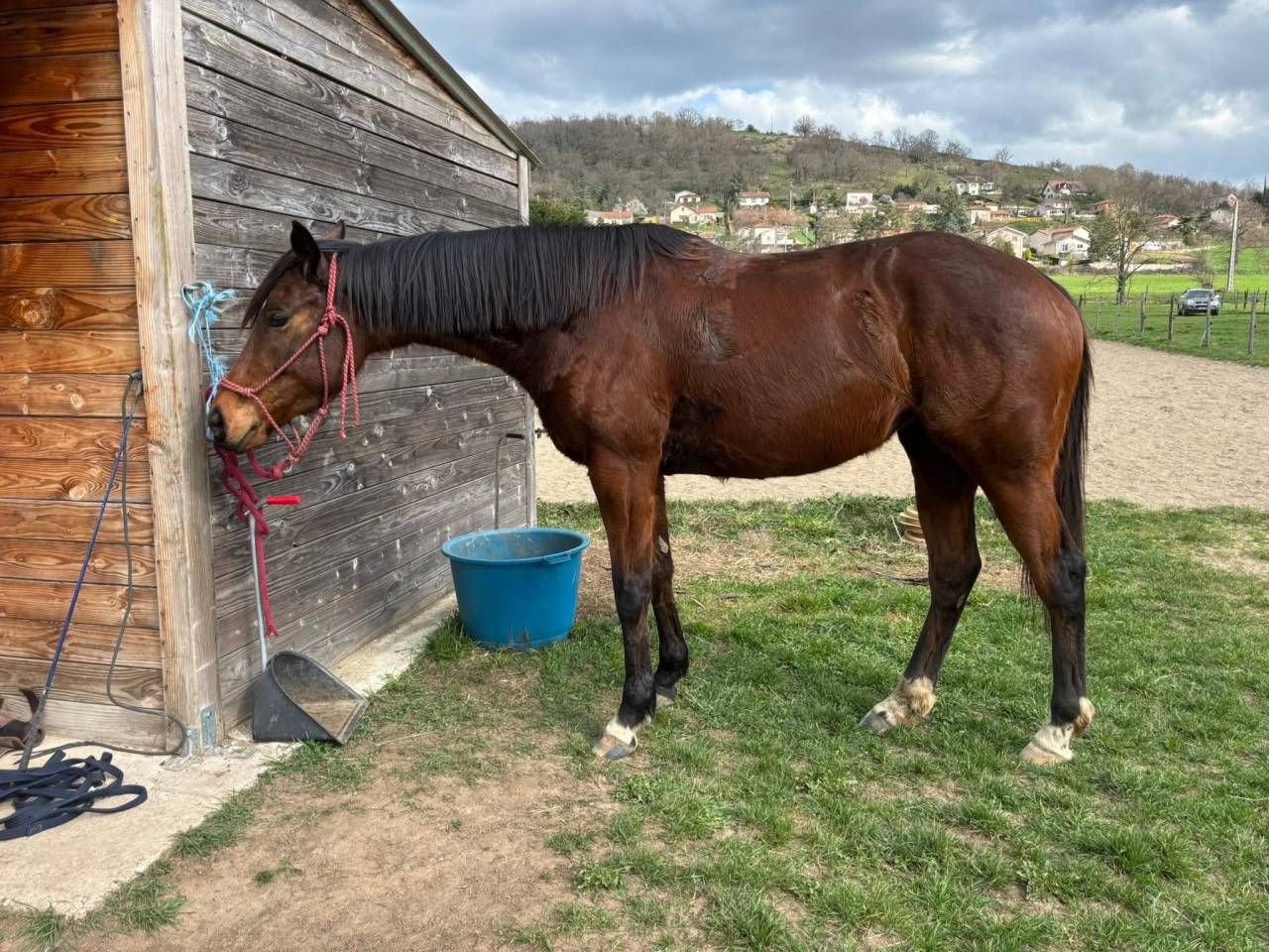 Jument 5 ans Pur-sang