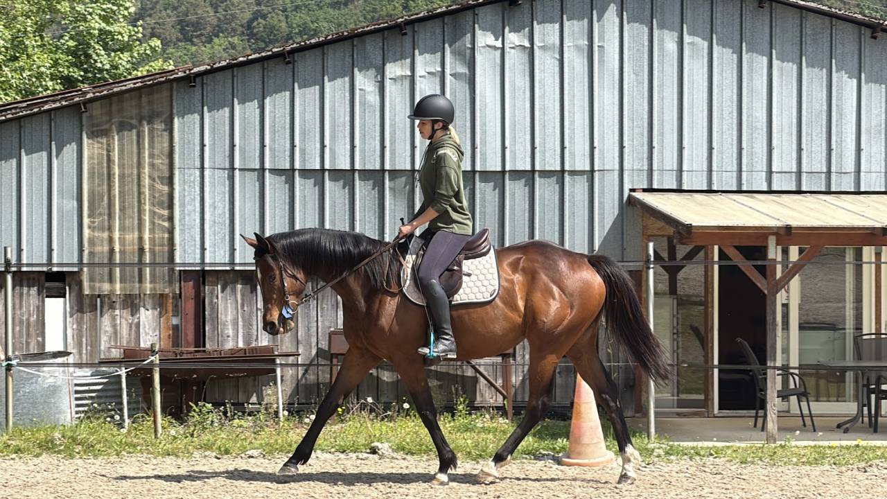Jument 5 ans Pur-sang