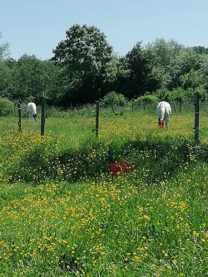 Pension chevaux 