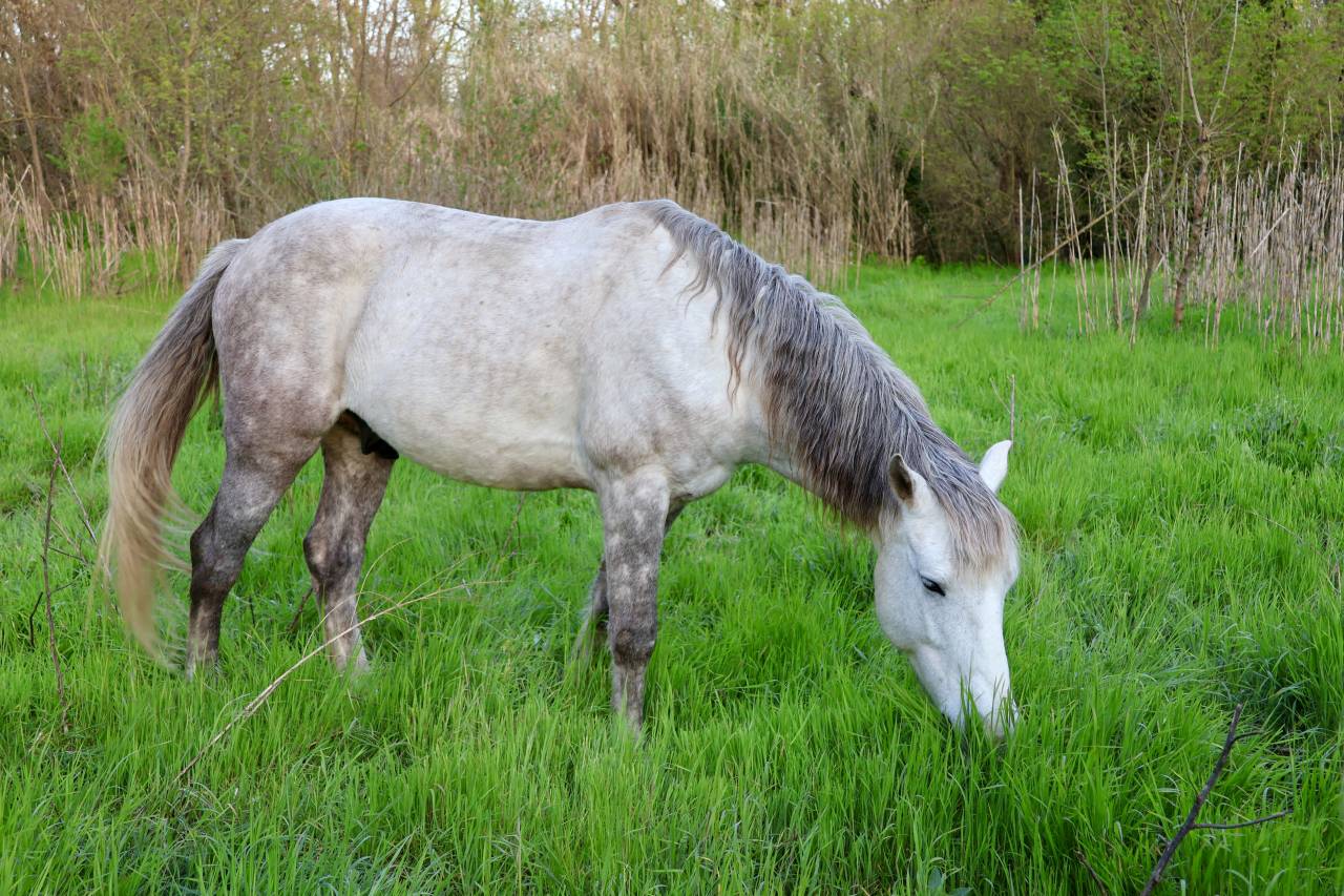 Camargue crois&eacute; barbe