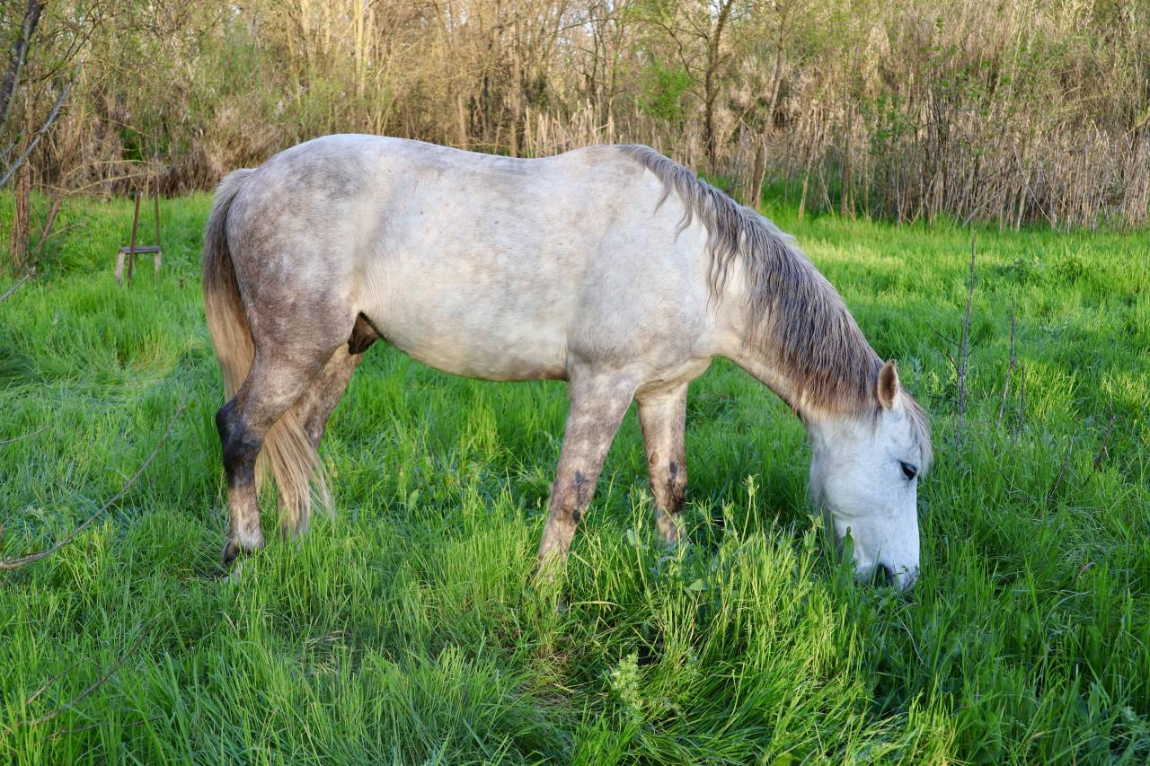 Camargue crois&eacute; barbe